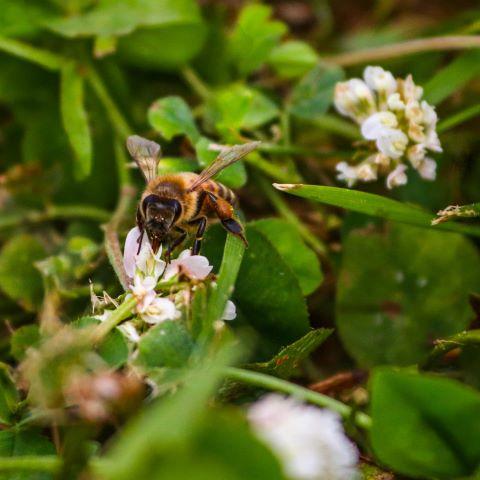 Bee on flower