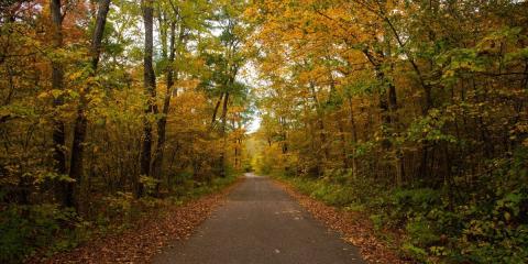 Trail through a forest
