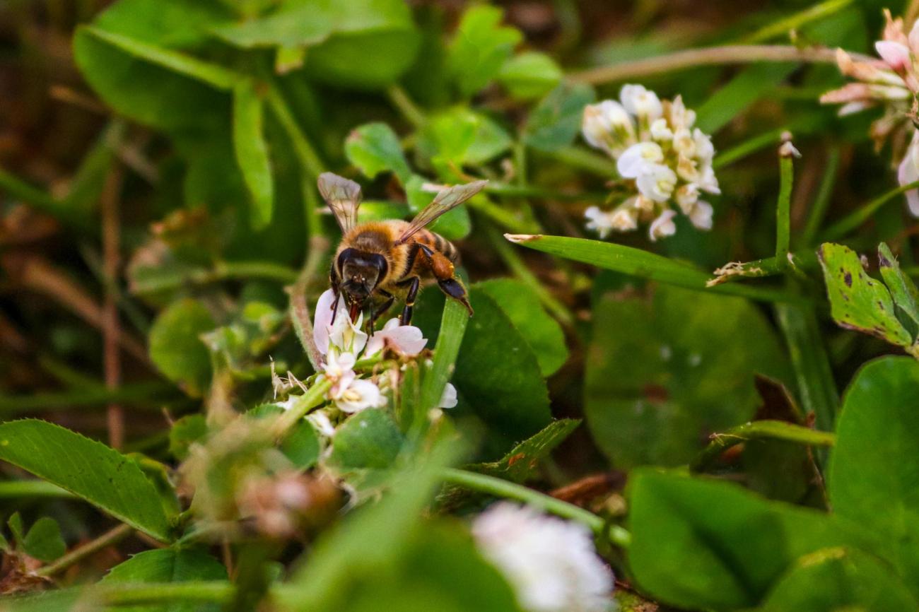 Bee on flower